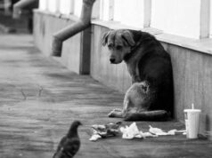 Un año presa y casi «Medio Millón» de Multa, para «Abusadora» que «Echo Agua Caliente» y dio «Botellazo» a un perro.