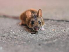 El hantavirus es el peligroso nuevo virus encontrado en un crucero
