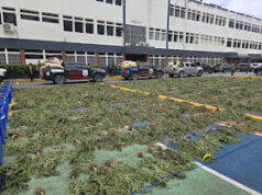 Intervienen plantación-cultivo de marihuana en Ocoa; considerado uno de los mayores operativos del pais